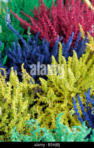 Bruyères Calluna vulgaris pulvérisés avec colorant alimentaire pour l'effet ornemental Banque D'Images