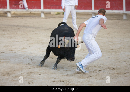 Un seul taureau à une lutte avec matador dans l'arène des Saintes Maries de la mer La Camargue Provence France Europe Banque D'Images