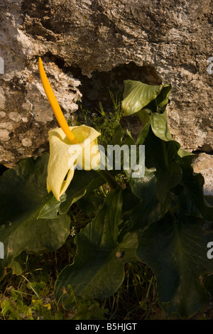 Arum creticum Arum crétois est de la Crète Banque D'Images