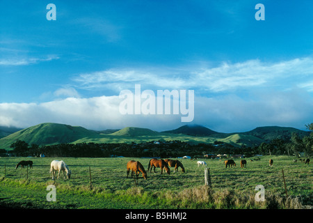 Parker ranch chevaux en pâturage avec Puuopelu Montagnes Kohala distance en île de Hawaii Waimea Banque D'Images