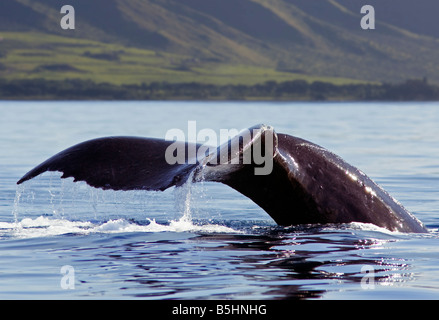 Une queue de baleine à bosse de l'eau s'égoutte sur le chemin vers le bas au large de Maui, Hawaii. Banque D'Images