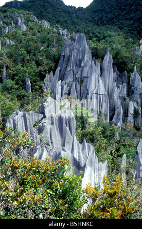 Pinnacles mulu national park à l'est du Sarawak en Malaisie Bornéo Banque D'Images