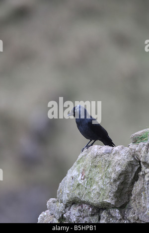 Corvus monedula CHOUCAS PERCHING ON ROCK Banque D'Images