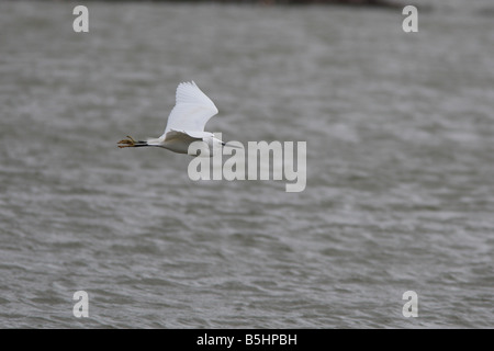 Aigrette garzette Egretta garzetta EN VOL VUE DE CÔTÉ Banque D'Images
