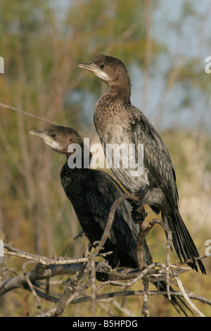 Cormoran pygmée phalacrocorax pygmaeus est membre de la famille d'oiseaux de cormorant Israël Novembre Hiver Banque D'Images