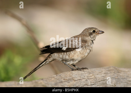 Les jeunes Woodchat Shrike Lanius sénateur Israël de l'été Août 2008 Banque D'Images