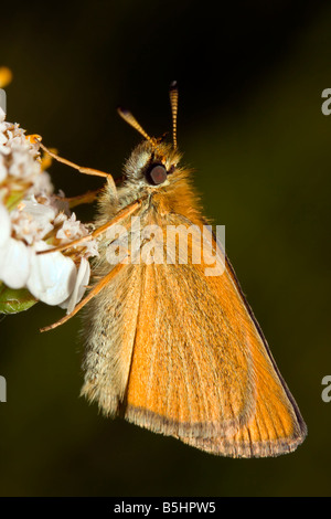 Essex Skipper Banque D'Images