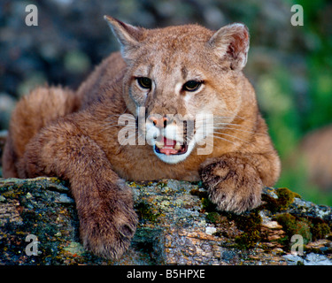 Un mountain lion grognements à partir d'un perchoir rock - conditions contrôlées Banque D'Images