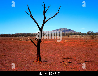 Arbre brûlé en rouge Paysage, Pilbara, Australie occidentale Banque D'Images