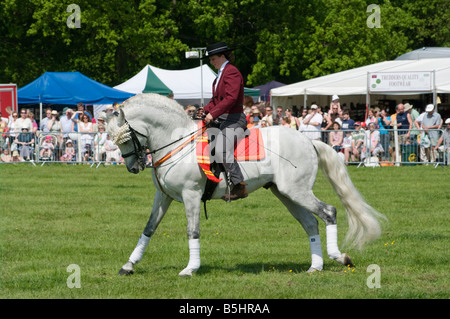 Étalon andalou avec une femelle Rider en costume traditionnel Rallye Cowpie Betchworth Surrey personne personne un cheval blanc Banque D'Images