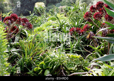 Les succulentes à Tresco Abbey Gardens, de l'Île, Îles Scilly Tresco, Royaume-Uni. Banque D'Images