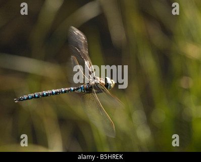La lande ou Hawker Hawker Aeshna juncea commun mâle en vol Banque D'Images
