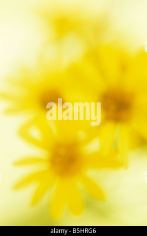 Close up impressionniste de fleurs jaunes de séneçon commun ou Senecio jacobaea avec fond rétroéclairé Banque D'Images