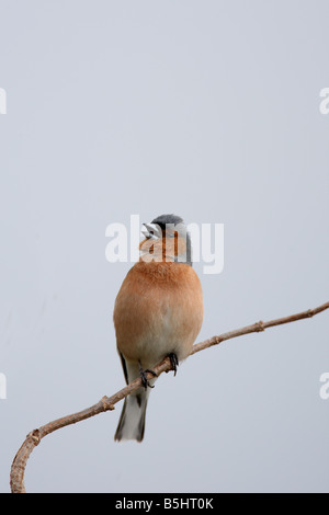 CHAFFINCH Fringilla coelebs PERCHING ON BRANCH MÂLE CHANTANT VUE AVANT Banque D'Images