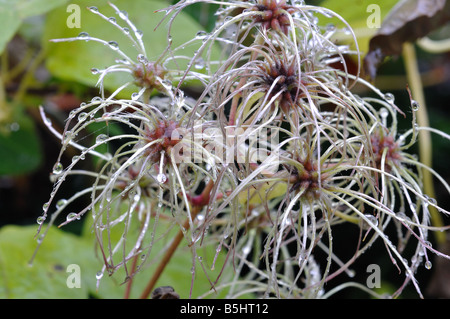 La joie du voyageur, Clematis vitalba Banque D'Images