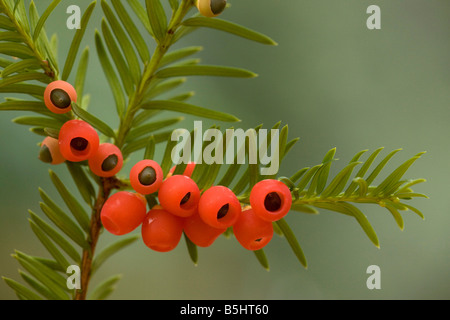 Yew Tree en automne avec les baies mûres Banque D'Images