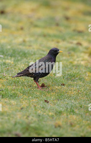 STARLING Sternus vulgaris SUR HERBE VUE AVANT Banque D'Images