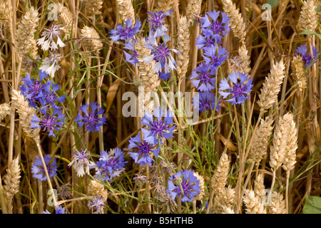 Dans un champ de bleuet Centaurea cyanus maintenant très rare au Royaume-Uni Banque D'Images