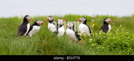 Macareux moine (Fratercula arctica groupe Iles Farne UK Banque D'Images