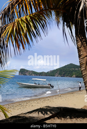 Petit PALMIER SUR UNE PLAGE PRÈS DE SOUFRIERE ST LUCIA Banque D'Images