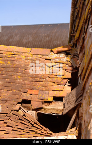 Détail d'un toit de tuiles en argile partiellement effondré d'une grange dans le Herefordshire UK AVEC LE LICHEN ORANGE JAUNE DISTINCTIF XANTHORI Banque D'Images