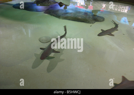 Réservoir requin touch- Zoo d'Indianapolis Banque D'Images