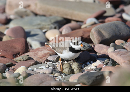 Gravelot Charadrius hiaticula À PROPOS DE COUVER DES ŒUFS SIDE VIEW Banque D'Images