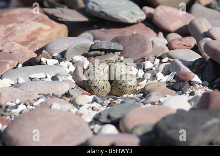 Gravelot Charadrius hiaticula Nid et oeufs Banque D'Images