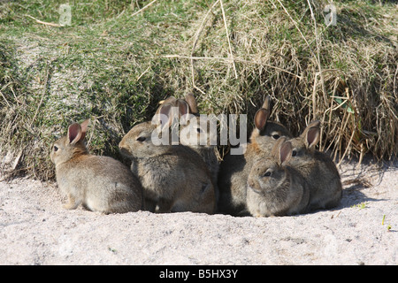 Lapin Oryctolagus cunniculis JEUNES À L'entrée des terriers Banque D'Images