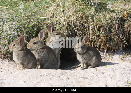 Lapin Oryctolagus cunniculis JEUNES À L'entrée des terriers Banque D'Images