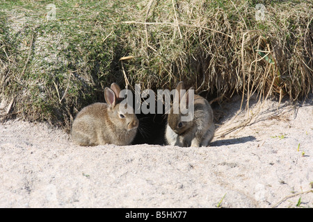 Lapin Oryctolagus cunniculis JEUNES À L'entrée des terriers Banque D'Images