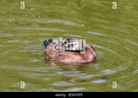 Érismature à tête blanche Oxyura leucocephala LISSAGE CANARD SIDE VIEW Banque D'Images