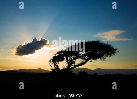 Arbre sculpté par le vent au-dessus de Stradbally Cove et lointaines montagnes Comeragh, comté de Waterford, Irlande Banque D'Images