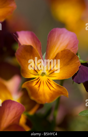 Pansy fleur violette Banque D'Images