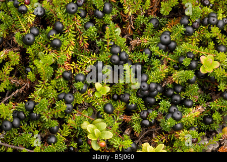 Forme d'hermaphrodite Empetrum nigrum Camarine hermaphroditum E ssp hermaphroditum fruits en Ecosse Banque D'Images