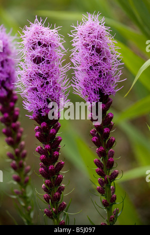 Liatris Liatris punctata en pointillé de l'USA prairies également cultivé comme plante de jardin Banque D'Images