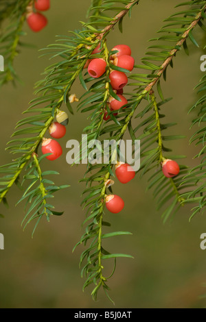 Yew Tree en automne avec les baies mûres Banque D'Images