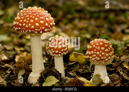 Agaric Fly utilisé comme un hallucinogène et comme un tueur de mouche Banque D'Images