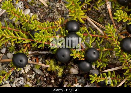 Forme d'hermaphrodite Empetrum nigrum Camarine hermaphroditum E ssp hermaphroditum fruits en Ecosse Banque D'Images