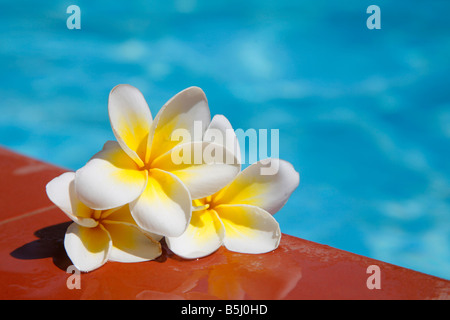 Fleurs de frangipanier sur le bord d'une piscine Banque D'Images