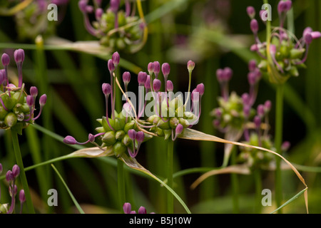 Terrain Allium oleraceum ail rare au Royaume-Uni Banque D'Images