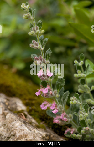 Wall germander Teucrium chamaedrys très rares au Royaume-Uni a également été naturalisé Banque D'Images