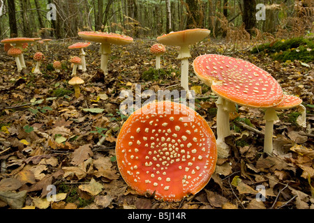 Agaric Fly utilisé comme un hallucinogène et comme une mouche killer Langley Wilts Bois Banque D'Images