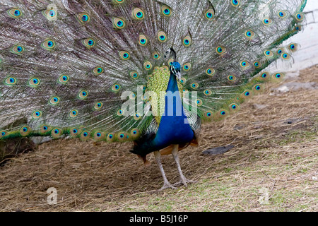 Peacock Pavo cristatus répandre Tail Feathers Banque D'Images