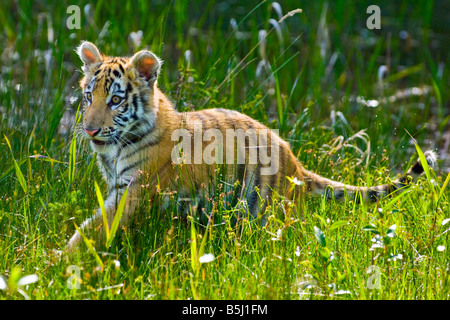 Siberian Tiger Cub joue dans l'herbe - conditions contrôlées Banque D'Images