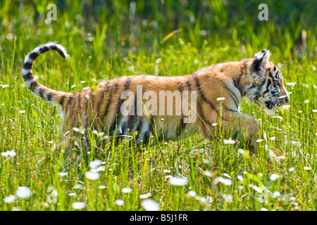 Siberian Tiger Cub joue dans l'herbe - conditions contrôlées Banque D'Images