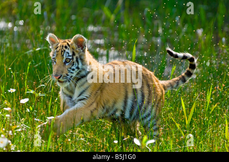 Siberian Tiger Cub joue dans l'herbe - conditions contrôlées Banque D'Images