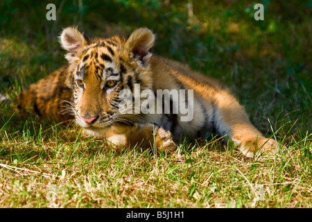 Siberian Tiger Cub joue dans l'herbe - conditions contrôlées Banque D'Images