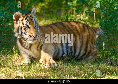 Siberian Tiger Cub joue dans l'herbe - conditions contrôlées Banque D'Images