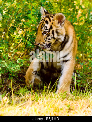 Siberian Tiger Cub joue dans l'herbe - conditions contrôlées Banque D'Images